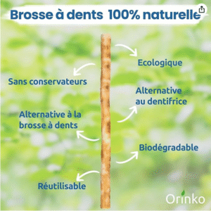 Non plastique avec ORINKO Lot de 6 Bâtons de Siwak – Brosse à Dents 100% Naturelle